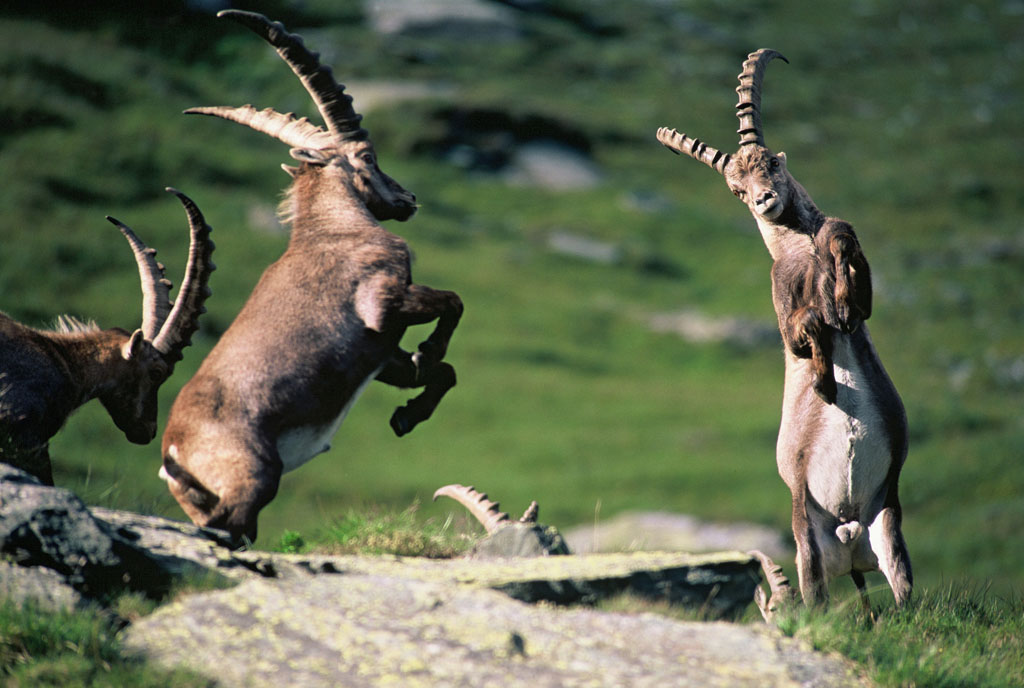 Steinbock